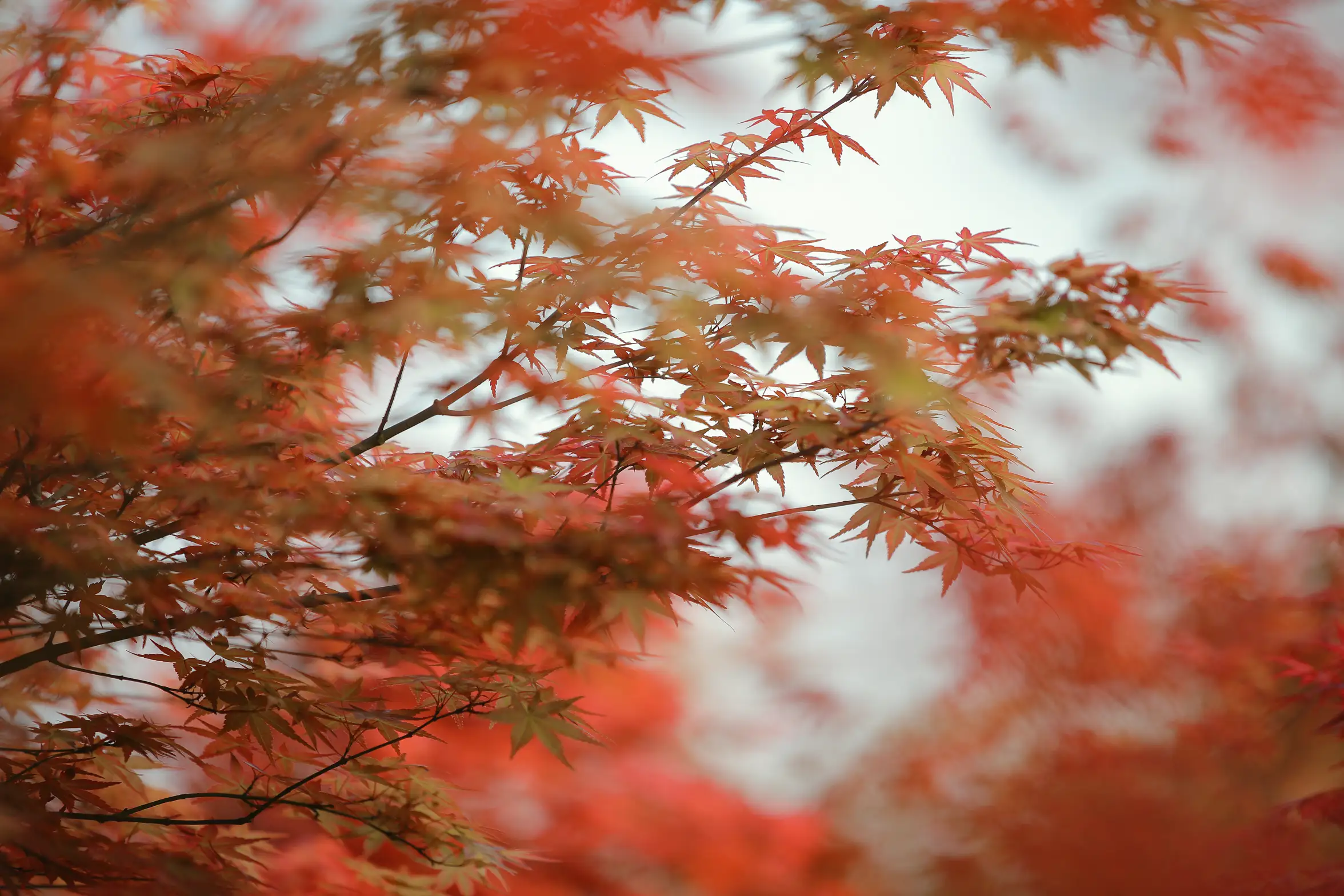 [YITUYU] 2021.08.23 Vol.165 – Autumn maple is bleak auspicious#[25P]-10